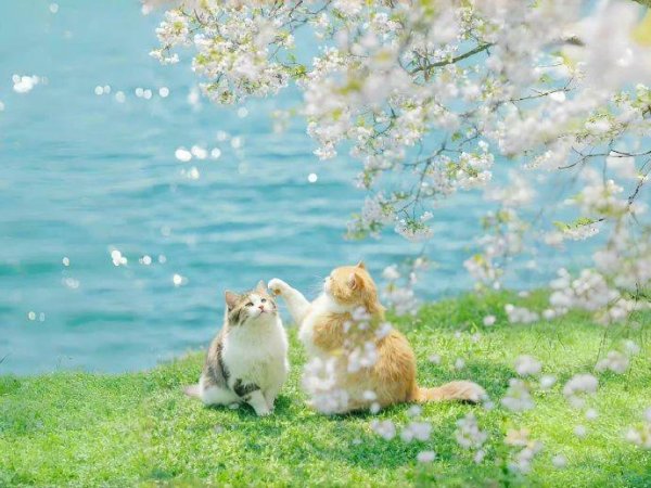 人人生 大多数天秤座会稀里糊涂地开始一段感情